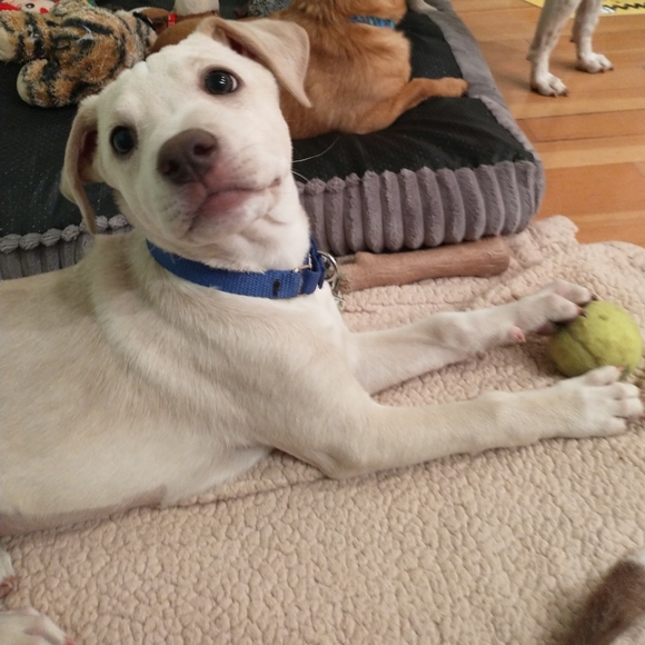 Foster dogs! - Picture 9 of 16